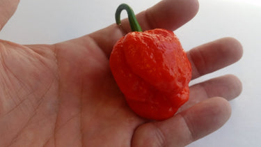 Super Hot Beast - Seeds - The Pepper Pantry (Formerly Marie Sharp's)